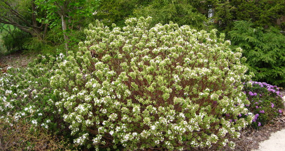 Daphne x burkwoodii